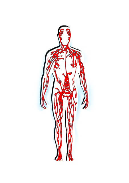 Human body veins